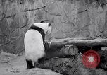 Image of giant panda United Kingdom, 1966, second 22 stock footage video 65675032843