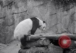 Image of giant panda United Kingdom, 1966, second 23 stock footage video 65675032843