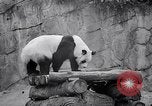 Image of giant panda United Kingdom, 1966, second 24 stock footage video 65675032843