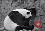 Image of giant panda United Kingdom, 1966, second 25 stock footage video 65675032843