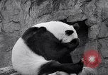 Image of giant panda United Kingdom, 1966, second 26 stock footage video 65675032843