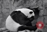 Image of giant panda United Kingdom, 1966, second 27 stock footage video 65675032843