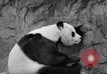 Image of giant panda United Kingdom, 1966, second 28 stock footage video 65675032843