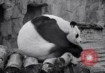 Image of giant panda United Kingdom, 1966, second 34 stock footage video 65675032843