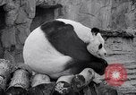 Image of giant panda United Kingdom, 1966, second 35 stock footage video 65675032843