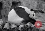 Image of giant panda United Kingdom, 1966, second 36 stock footage video 65675032843