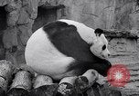 Image of giant panda United Kingdom, 1966, second 37 stock footage video 65675032843