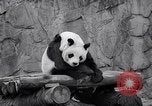 Image of giant panda United Kingdom, 1966, second 39 stock footage video 65675032843