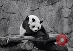 Image of giant panda United Kingdom, 1966, second 40 stock footage video 65675032843