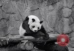 Image of giant panda United Kingdom, 1966, second 41 stock footage video 65675032843
