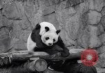Image of giant panda United Kingdom, 1966, second 42 stock footage video 65675032843