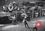 Image rodeo Houston Texas USA, 1966, de la seconde 17 séquences d'archives historiques vidéo 65675032846