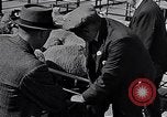 Image le bétail Ecosse Royaume-Uni, 1950, de la seconde 27 séquences d'archives historiques vidéo 65675032852