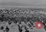 Immagine di Turchia Westley California USA, 1933, secondo 20 filmato di repertorio 65675032944