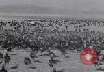 Immagine di Turchia Westley California USA, 1933, secondo 21 filmato di repertorio 65675032944