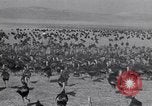 Immagine di Turchia Westley California USA, 1933, secondo 22 filmato di repertorio 65675032944