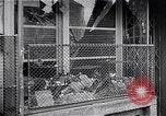 Standbild ungarische Revolution Ungarn, 1956, aus Sekunde 55 historischem Filmmaterial Videoclip 65675033234