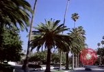 Immagine di Palm strada alberata nel quartiere Los Angeles California USA, 1976, secondo 20 filmato di repertorio 65675033263