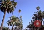 Immagine di Palm strada alberata nel quartiere Los Angeles California USA, 1976, secondo 23 filmato di repertorio 65675033263