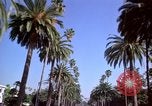 Immagine di Palm strada alberata nel quartiere Los Angeles California USA, 1976, secondo 28 filmato di repertorio 65675033263