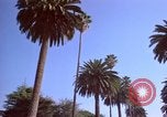 Immagine di Palm strada alberata nel quartiere Los Angeles California USA, 1976, secondo 50 filmato di repertorio 65675033263