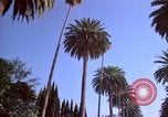 Immagine di Palm strada alberata nel quartiere Los Angeles California USA, 1976, secondo 55 filmato di repertorio 65675033263