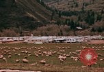 Immagine di Ovini e corsie di marcia Frisco Colorado United States USA, 1971, secondo 22 filmato di repertorio 65675033332