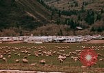 Immagine di Ovini e corsie di marcia Frisco Colorado United States USA, 1971, secondo 23 filmato di repertorio 65675033332