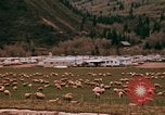 Immagine di Ovini e corsie di marcia Frisco Colorado United States USA, 1971, secondo 24 filmato di repertorio 65675033332