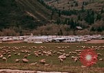 Immagine di Ovini e corsie di marcia Frisco Colorado United States USA, 1971, secondo 25 filmato di repertorio 65675033332