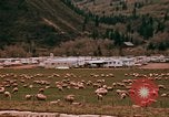 Immagine di Ovini e corsie di marcia Frisco Colorado United States USA, 1971, secondo 26 filmato di repertorio 65675033332