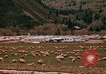 Immagine di Ovini e corsie di marcia Frisco Colorado United States USA, 1971, secondo 28 filmato di repertorio 65675033332