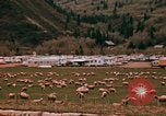 Immagine di Ovini e corsie di marcia Frisco Colorado United States USA, 1971, secondo 29 filmato di repertorio 65675033332