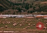 Immagine di Ovini e corsie di marcia Frisco Colorado United States USA, 1971, secondo 31 filmato di repertorio 65675033332
