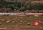 Immagine di Ovini e corsie di marcia Frisco Colorado United States USA, 1971, secondo 32 filmato di repertorio 65675033332
