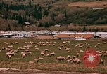 Immagine di Ovini e corsie di marcia Frisco Colorado United States USA, 1971, secondo 33 filmato di repertorio 65675033332