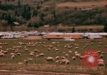Immagine di Ovini e corsie di marcia Frisco Colorado United States USA, 1971, secondo 34 filmato di repertorio 65675033332