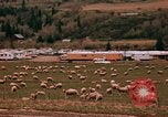 Immagine di Ovini e corsie di marcia Frisco Colorado United States USA, 1971, secondo 35 filmato di repertorio 65675033332