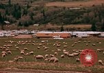 Immagine di Ovini e corsie di marcia Frisco Colorado United States USA, 1971, secondo 36 filmato di repertorio 65675033332