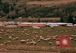 Immagine di Ovini e corsie di marcia Frisco Colorado United States USA, 1971, secondo 37 filmato di repertorio 65675033332