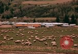 Immagine di Ovini e corsie di marcia Frisco Colorado United States USA, 1971, secondo 38 filmato di repertorio 65675033332