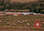 Immagine di Ovini e corsie di marcia Frisco Colorado United States USA, 1971, secondo 39 filmato di repertorio 65675033332
