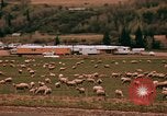Immagine di Ovini e corsie di marcia Frisco Colorado United States USA, 1971, secondo 40 filmato di repertorio 65675033332