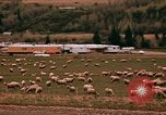 Immagine di Ovini e corsie di marcia Frisco Colorado United States USA, 1971, secondo 41 filmato di repertorio 65675033332
