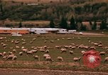 Immagine di Ovini e corsie di marcia Frisco Colorado United States USA, 1971, secondo 42 filmato di repertorio 65675033332