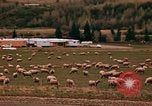 Immagine di Ovini e corsie di marcia Frisco Colorado United States USA, 1971, secondo 43 filmato di repertorio 65675033332