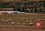 Immagine di Ovini e corsie di marcia Frisco Colorado United States USA, 1971, secondo 44 filmato di repertorio 65675033332