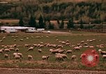 Immagine di Ovini e corsie di marcia Frisco Colorado United States USA, 1971, secondo 45 filmato di repertorio 65675033332