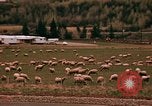 Immagine di Ovini e corsie di marcia Frisco Colorado United States USA, 1971, secondo 46 filmato di repertorio 65675033332