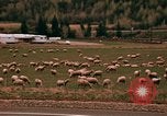 Immagine di Ovini e corsie di marcia Frisco Colorado United States USA, 1971, secondo 47 filmato di repertorio 65675033332